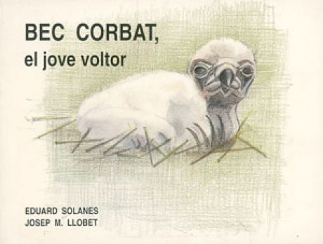 Bec corbat, el jove voltor